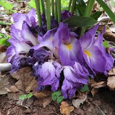 Image result for Orthanthera jasminiflora