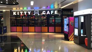 Not only will searching coffee shop near me help you socially, but it may just be a good thing for you health as well. Birmingham Kitty Cafe