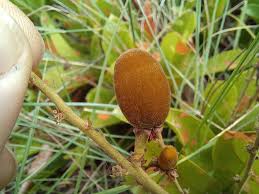 Image result for Magnistipula