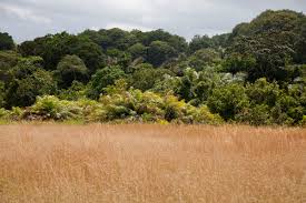 Image result for Hua gabonii