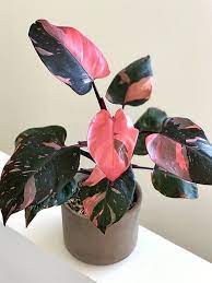We did not find results for: 31 Pretty Pink Houseplants Best Pink Indoor Plants