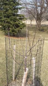 5 out of 5 stars (80) 80 reviews $ 5.00. Limb Spreaders What Not To Do General Fruit Growing Growing Fruit