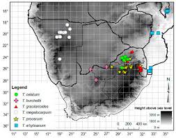 Image result for Thesium megalocarpum