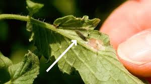 Image result for Pinworm