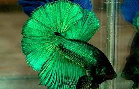 So, you can see that if you crossbreed a pair of steel blue bettas (b1b1 x b1b1), you will get 100% steel blue offspring. Green Betta Fish1 300x191 Betta Fish Betta Betta Fish Types