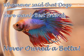 Read fish from the story inspirational quotes by whenbirdsfly2 (doc mcstuffins) with 537 reads. Aquarium Fish Quotes Quotes At Rewardquote Com