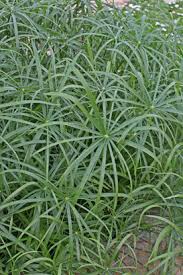 Image result for Cyperus tenax