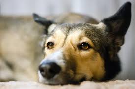 If you've had your dog for a while, you know what they like to do. Lymphoma In Dogs Causes Symptoms Treatment Options