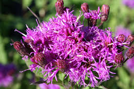 Image result for Vernonia schlechteri