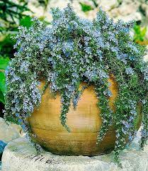 Growing Rosemary In Pots Rosemary Plant Care Balcony Garden Web