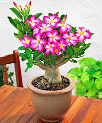 Bunga berwarna merah cerah ini kerap disebut mawar padang pasir (desert rose). Manfaat Bunga Kamboja Jepang Menanam Bunga Menanam Tanaman Dalam Rumah