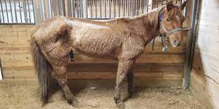 Media in category emaciated horses. Emaciated Horse Found Chillicothe Woman Charged With Animal Cruelty