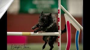 Hello and welcome to puppies online! Kbb News