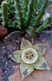 Image result for Tridentea marientalensis