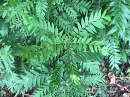 Image result for Clausena