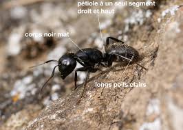 Toutes les dernières actualités et news france (faits divers,politique,economie,grèves.) en temps réel et l'info en direct avec cnews.fr. La Fourmi Charpentiere Quel Est Cet Animal
