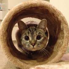 conheca a gatinha que tem mais de 2 milhoes de seguidores no instagram filhotes de gatos gatos gatos loucos