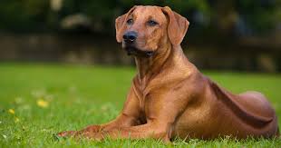 To help a dog gain weight fast will need thorough planning with clear aims and targets. How To Help Your Dog Gain Weight Petlifesa