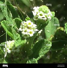 Image result for Lippia javanica
