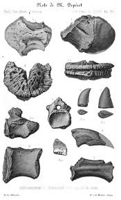 Check spelling or type a new query. Equatorial Minnesota Your Friends The Titanosaurs Part 30 Titanosaurus Of India And Madagascar