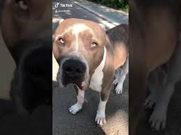 Extreme american bullies gatorhead bullies. American Bully Xxl Hamburg Billstedt Balu Youtube