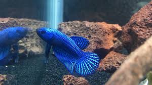 Alien Hybrid Betta Youtube