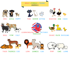 Sometimes the name of another species just fits best. Male Female Young Animals In English Eslbuzz Learning English