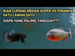 Hingga sampailah di indonesia dengan julukan ikan cupang. Cupang Medan Vs Thailand Herunterladen