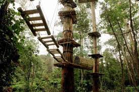 Tree Top Obstacle Course At Trees Adventure Belgrave Adventure Day Trips Outdoor Fun