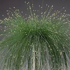 Image result for Isolepis
