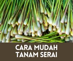 Bibit serai wangi ditanam 1 atau 2 batang per lubang tanam. Cara Mudah Tanam Serai Dalam Pasu Lebat Subur Portal Info Pertanian No 1