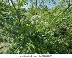 Image result for Conium