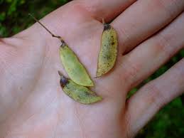 Image result for Amphicarpaea africana