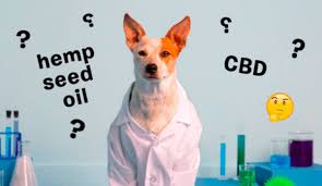 Like in people, cbd interacts with endocannabinoid receptors in the central and cannabidiol can ease joint pain in older dogs and even help reduce pain and swelling following surgery. Don T Get Confused What S The Difference Between Hemp Oil Cbd Oil For Your Dog Barkpost