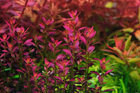 Image result for Rotala submersa