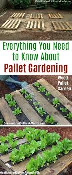Everything You Need To Know About Pallet Gardening One Hundred Dollars A Month Garden Gardening Gardenideas Ga Pallets Garden Veggie Garden Pallet Garden