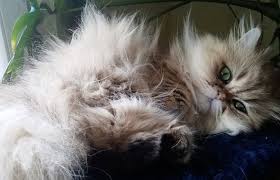 A cat's tongue has small barbs that catch hair as it licks itself. The Causes Symptoms And Solutions For Cat Hairballs Val Heart