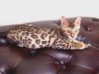 Bengal Kittens For Sale by Reputable Breeders | Pets4You