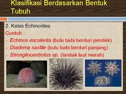 Filum ini muncul di periode kambrium awal dan terdiri dari 7.000 spesies yang masih hidup dan 13.000 spesies yang sudah punah. Biologi Filum Echinodermata Made By Raden Iqrafia Ashna