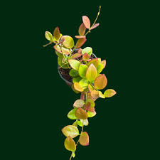 Image result for Hyparrhenia collina