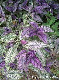 Image result for Strobilanthes hamiltoniana