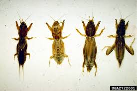 102000012003 bayer advanced home pest control indoor. Mole Cricket Management In Turfgrass Home Garden Information Center