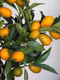 Miniature fruit trees are the wave of the future. 12 Fruit Trees You Can Grow Indoors House Plant Hobbyist