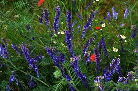 Image result for Vicia villosa