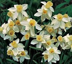 Narcissus Sailboat White Flower Farm Daffodils Narcissus