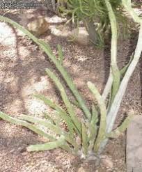 The pencil cactus is a bright green color that fades to a soft green towards its crest. Pencil Cacti The Stick Euphorbias Dave S Garden