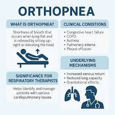 Image result for Orthopichonia