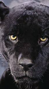 Check spelling or type a new query. Wallpaper Iphone Jaguar Wallpaper Iphone Black Panther Animal Novocom Top