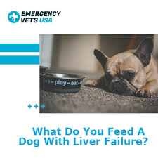 Specifically, the clinician strives to avoid overwhelming the remaining metabolic capacities of the damaged liver while providing sufficient nutrients for regeneration. What Do You Feed A Dog With Liver Failure
