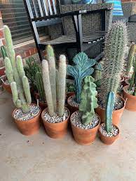 Borzicactus strausii (heese) a.berger cephalocereus strausii (heese) houghton cereus strausii (heese) vaupel cleistocactus strausii (heese) backeb. So Excited To Move All The Cacti Back Outdoors Here S A Few Of My Favs Cactus